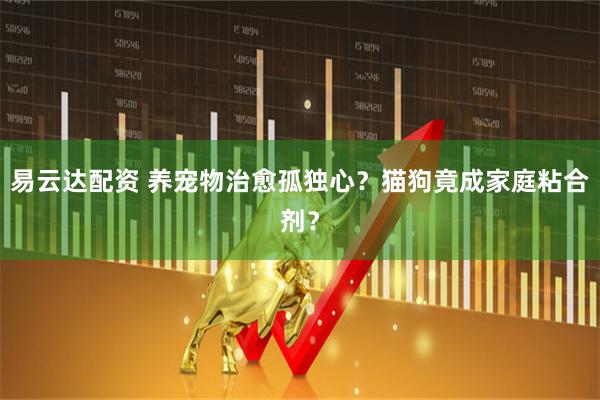 易云达配资 养宠物治愈孤独心？猫狗竟成家庭粘合剂？