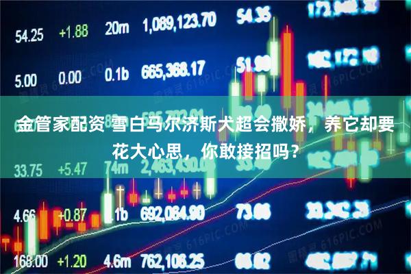金管家配资 雪白马尔济斯犬超会撒娇，养它却要花大心思，你敢接招吗？
